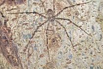 Giant Crab Spider (Sparassidae), Udzungwa Mountains National Park, Tanzania
