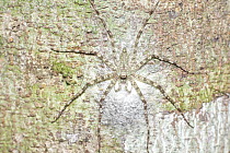 Huntsman Spider (Pandercetes sp) guarding eggs, Danum Valley Conservation Area, Sabah, Borneo, Malaysia