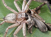 Giant Crab Spider (Sparassidae) with moth prey, Udzungwa Mountains National Park, Tanzania