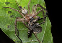 Giant Crab Spider (Sparassidae) with moth prey, Udzungwa Mountains National Park, Tanzania