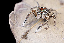 Jumping Spider (Salticidae), Udzungwa Mountains National Park, Tanzania