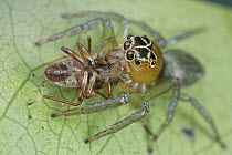 Jumping Spider (Salticidae) with prey, Mount Isarog National Park, Philippines