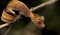 Fantastic Leaf-tail Gecko (Uroplatus phantasticus) juvenile female, Ranomafana National Park, Madagascar