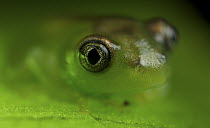 Mantellid Frog (Boophis sp) juvenile, Ankarana Special Reserve, Madagascar