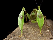 Katydid (Eulophophyllum sp), newly described species, juvenile rear legs that mimic leaves, Danum Valley Conservation Area, Sabah, Borneo, Malaysia