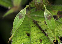 Katydid (Eulophophyllum sp), newly described species, juvenile rear legs that mimic leaves, Danum Valley Conservation Area, Sabah, Borneo, Malaysia