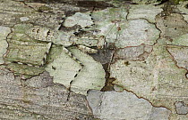 Mantid (Liturgusidae) juvenile camouflaged on bark, Leticia, Amazon, Colombia