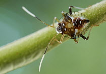 Stink Bug (Pentatomidae) juvenile, Amazon, Ecuador