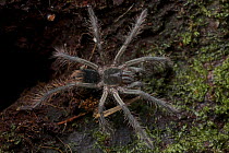 Tarantula (Pamphobeteus sp) juvenile, Leticia, Brazil