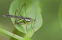 Katydid (Tettigoniidae), Udzungwa Mountains National Park, Tanzania