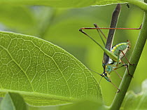 Katydid (Tettigoniidae), Udzungwa Mountains National Park, Tanzania