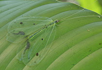 Green Lacewing (Domenechus mirificus), Hitoy Cerere Biological Reserve, Costa Rica