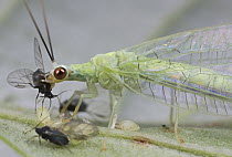 Green Lacewing (Chrysopidae) with aphid prey, British Columbia, Canada