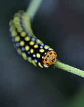 Skipper (Hesperiidae) caterpillar, Andasibe-Mantadia National Park, Antananarivo, Madagascar