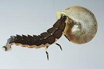 Firefly (Lampyridae) larva feeding on snail, Yasuni National Park, Ecuador
