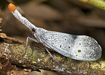 Lantern Fly (Pyrops ruehli), Gunung Leuser National Park, Sumatra, Indonesia