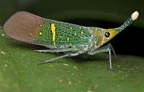 Lantern Fly (Pyrops transversolineatus), Danum Valley Conservation Area, Sabah, Borneo, Malaysia