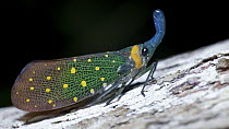 Lantern Fly (Pyrops whiteheadi), Danum Valley Conservation Area, Sabah, Borneo, Malaysia