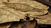 Dead Leaf Katydid (Orophus tessellatus), Bukit Barisan Selatan National Park, Sumatra, Indonesia