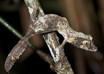 Leaf-tailed Gecko (Uroplatus sikorae),coloring resembles tree bark, Andasibe-Mantadia National Park, Antananarivo, Madagascar
