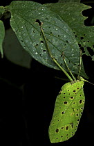Katydid (Tettigoniidae) mimicking a leaf, Hitoy Cerere Biological Reserve, Costa Rica