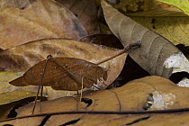 Dead Leaf Katydid (Orophus tessellatus) camouflaged in leaf litter, Mindo, Ecuador