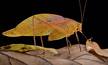Dead Leaf Katydid (Orophus tessellatus), Panama