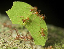 Leafcutter Ant (Atta sp) group harvesting leaf, Yasuni National Park, Ecuador