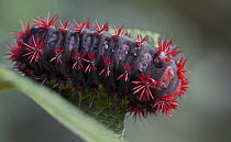 Cup Moth (Limacodidae) caterpillar, Antananarivo, Madagascar