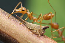 Green Tree Ant (Oecophylla smaragdina) harvesting food from treehopper, Angkor Wat, Cambodia