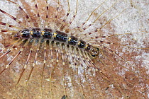 Centipede (Scutigera sp), Danum Valley Conservation Area, Sabah, Borneo, Malaysia