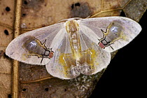 Moth (Macrocilix maia), with false fly spots, Danum Valley Conservation Area, Sabah, Borneo, Malaysia