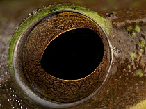 Madagascar Bright-eyed Frog (Boophis madagascariensis) eye, Antananarivo, Madagascar