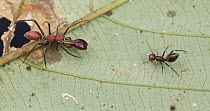 Ant-mimicking Jumping Spider (Myrmarachne sp) male and female, jumping spider mimics, Danum Valley Conservation Area, Sabah, Borneo, Malaysia