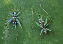 Cricket (Gryllidae) male and female, Udzungwa Mountains National Park, Tanzania