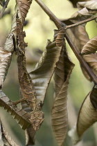 Fantastic Leaf-tail Gecko (Uroplatus phantasticus) male camouflaged amongst leaves, Ranomafana National Park, Madagascar
