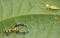 Ant-mimicking Jumping Spider (Myrmarachne sp) male and female, Malaysia