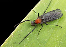 Fly (Plecia sp), Mount Kinabalu National Park, Sabah, Borneo, Malaysia