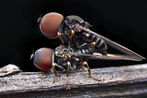Fly (Pipunculidae) pair mating, Antananarivo, Madagascar