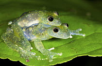 Glass Frog (Cochranella mache) pair mating, Ecuador
