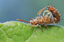 Leaf Beetle (Chrysomelidae) pair mating, Udzungwa Mountains National Park, Tanzania