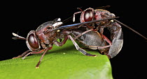 Hoverfly (Microdon sp) pair mating, Udzungwa Mountains National Park, Tanzania