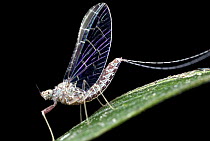 Mayfly, Udzungwa Mountains National Park, Tanzania