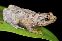 Bornean Tree-hole Frog (Metaphrynella sundana), Danum Valley Conservation Area, Sabah, Borneo, Malaysia