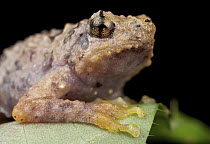 Bornean Tree-hole Frog (Metaphrynella sundana), Mount Kinabalu National Park, Sabah, Borneo, Malaysia