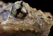 Bornean Tree-hole Frog (Metaphrynella sundana) eye, Mount Kinabalu National Park, Sabah, Borneo, Malaysia