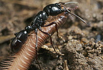Ant (Plectroctena sp) carrying millipede prey, Amani Nature Reserve, Tanzania