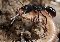 Ant (Plectroctena sp) carrying millipede prey, Amani Nature Reserve, Tanzania
