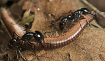 Ant (Plectroctena sp) pair carrying millipede prey, Amani Nature Reserve, Tanzania