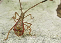 Capsid Bug (Miridae), Khao Yai National Park, Thailand